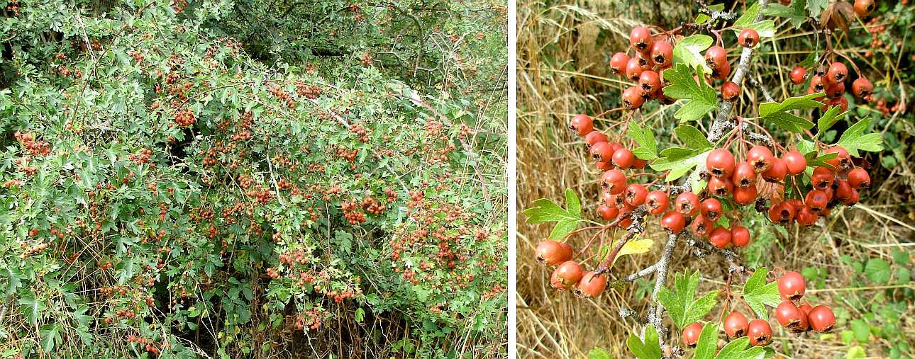Haws.