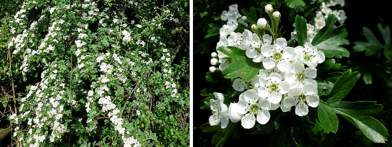 Hawthorn.