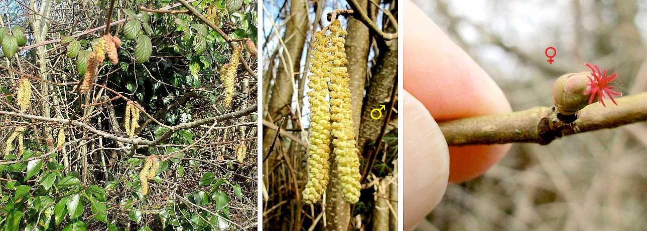 Hazel catkins and female flower.