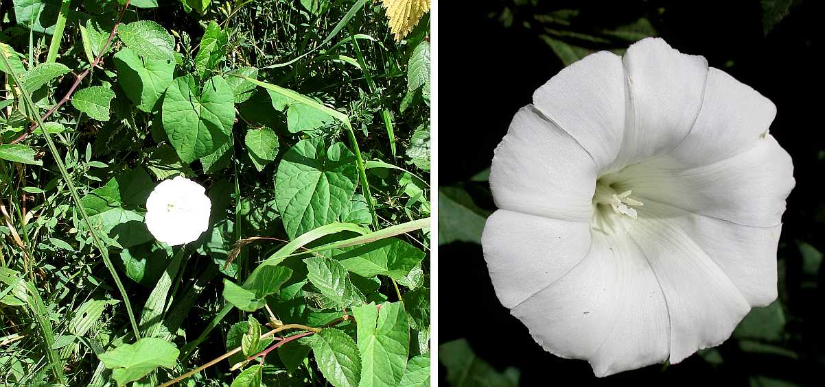 Hedge bindweed.