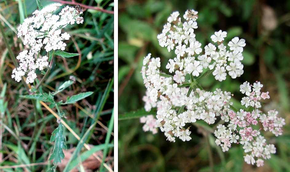 Hedge parsley.