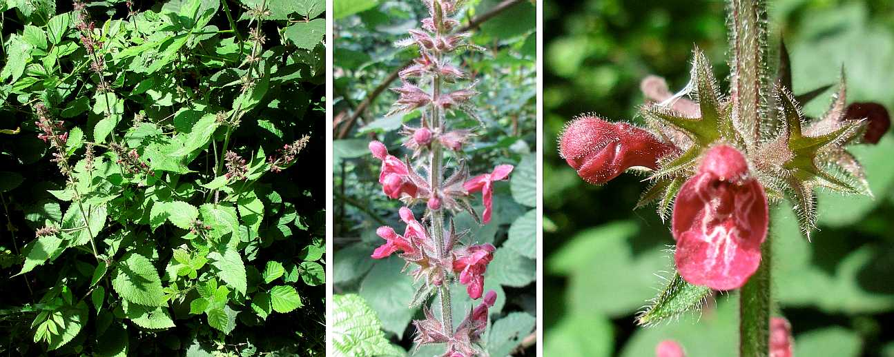 Hedge woundwort.