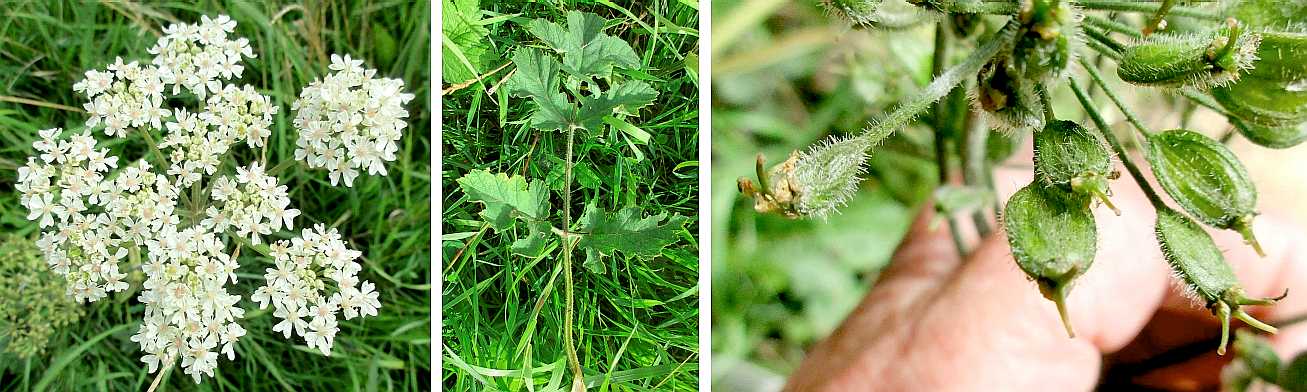 Hogweed.