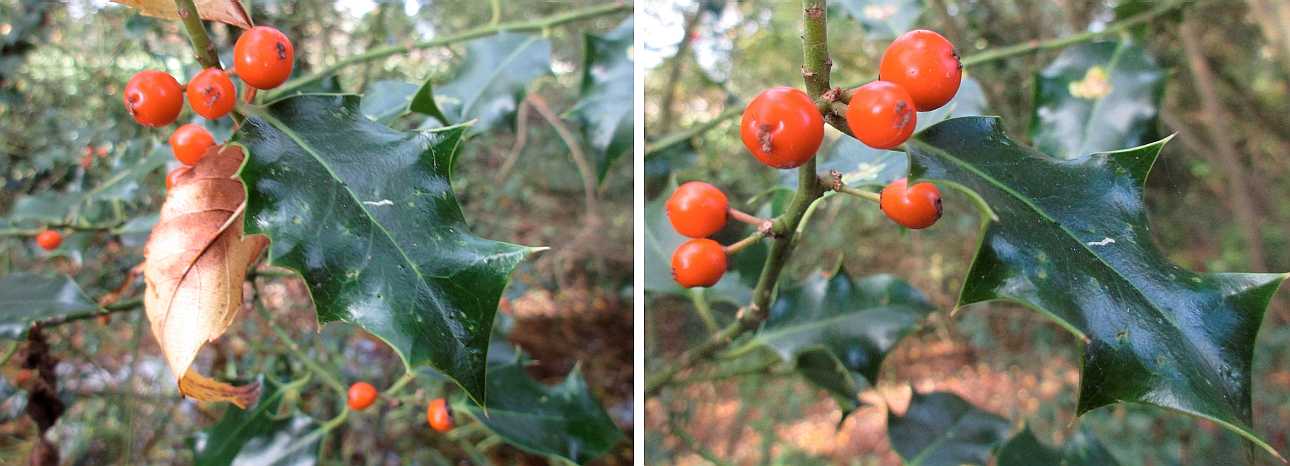 Holly berries.