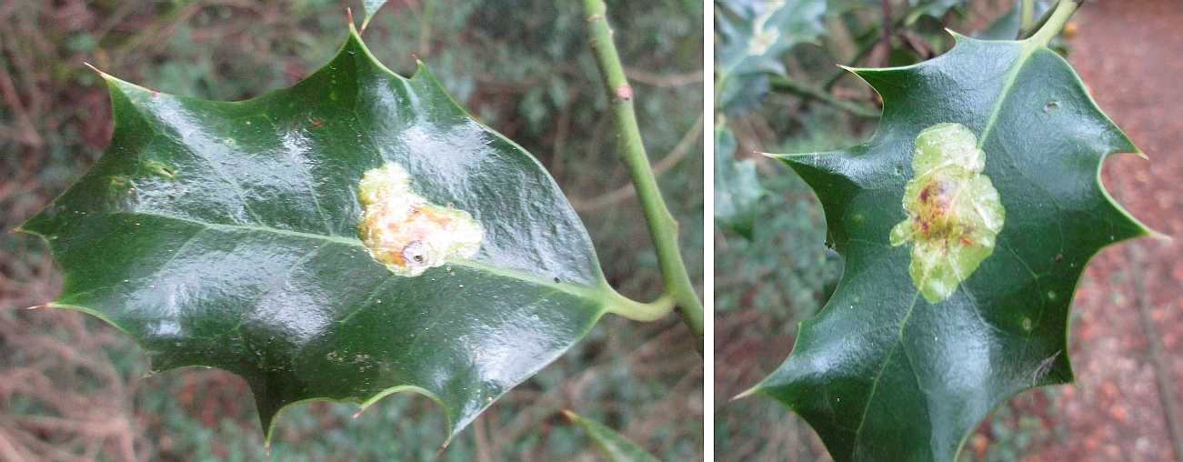 Holly leaf miner.