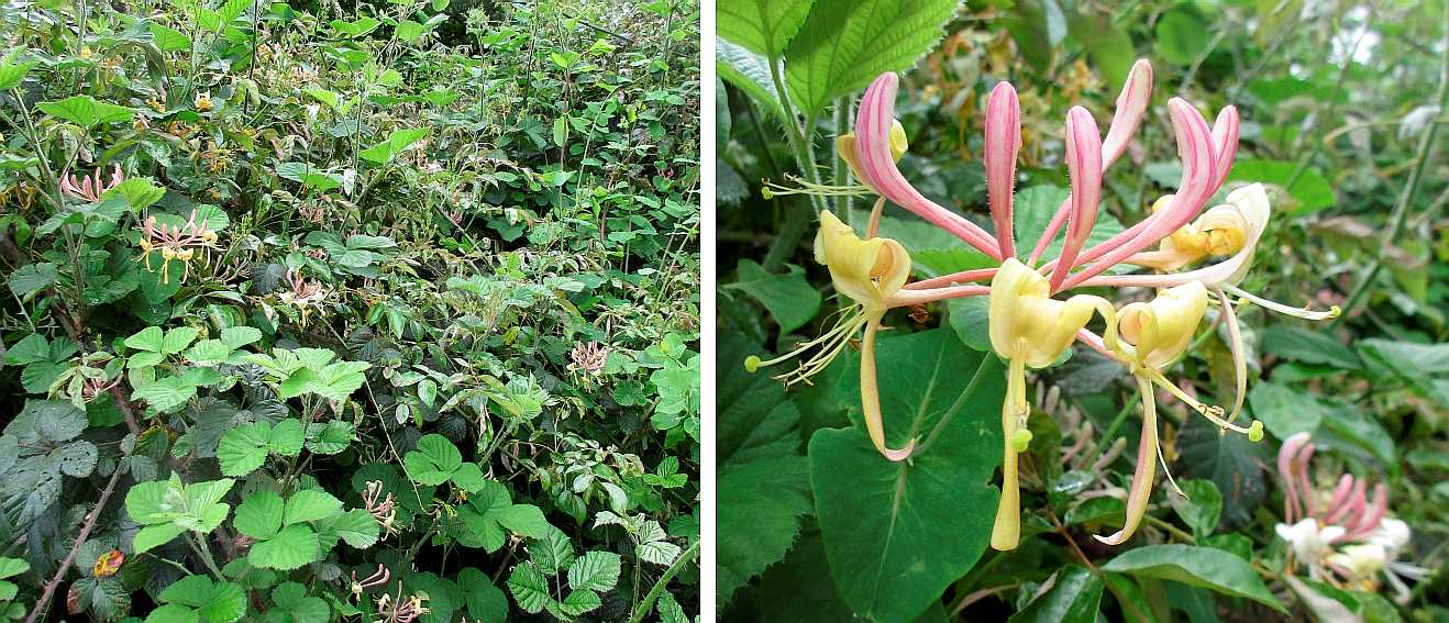 Honeysuckle.