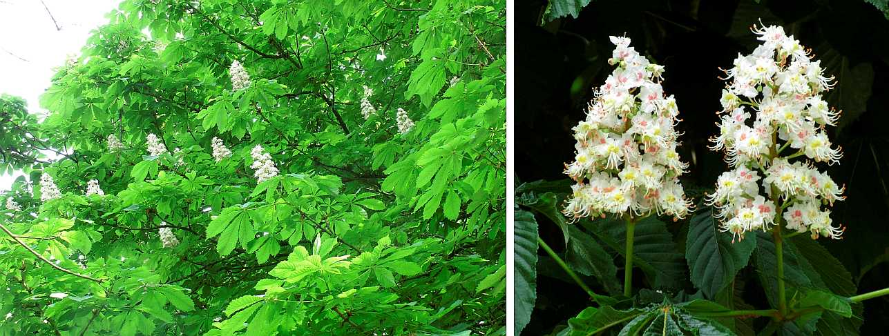Horse chestnut.
