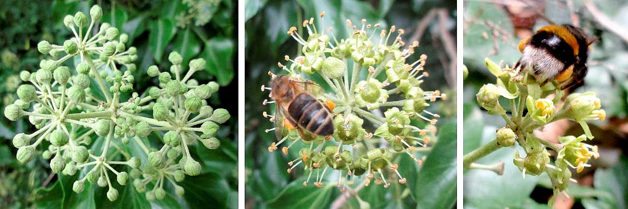 Ivy in flower.