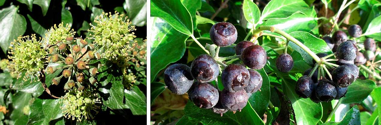 Ivy fruits ripening.