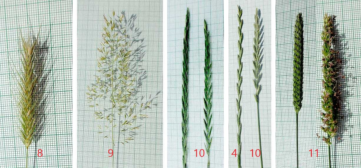 Grasses in June.