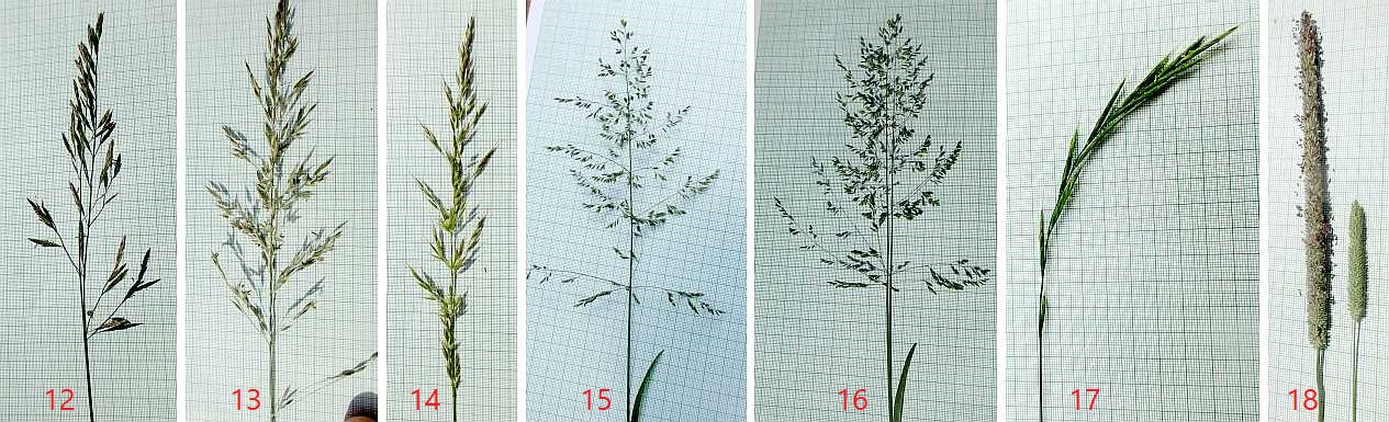 Grasses in June and July.
