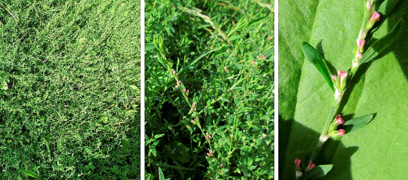 Knotgrass.