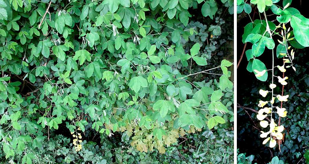 Laburnum.