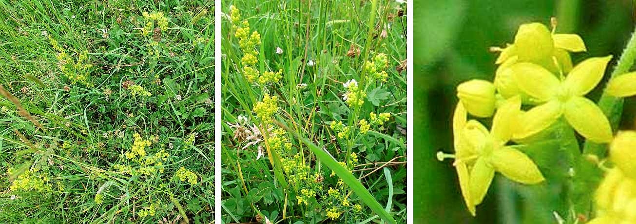 Lady's bedstraw.
