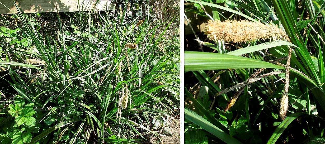 Lesser pond sedge.