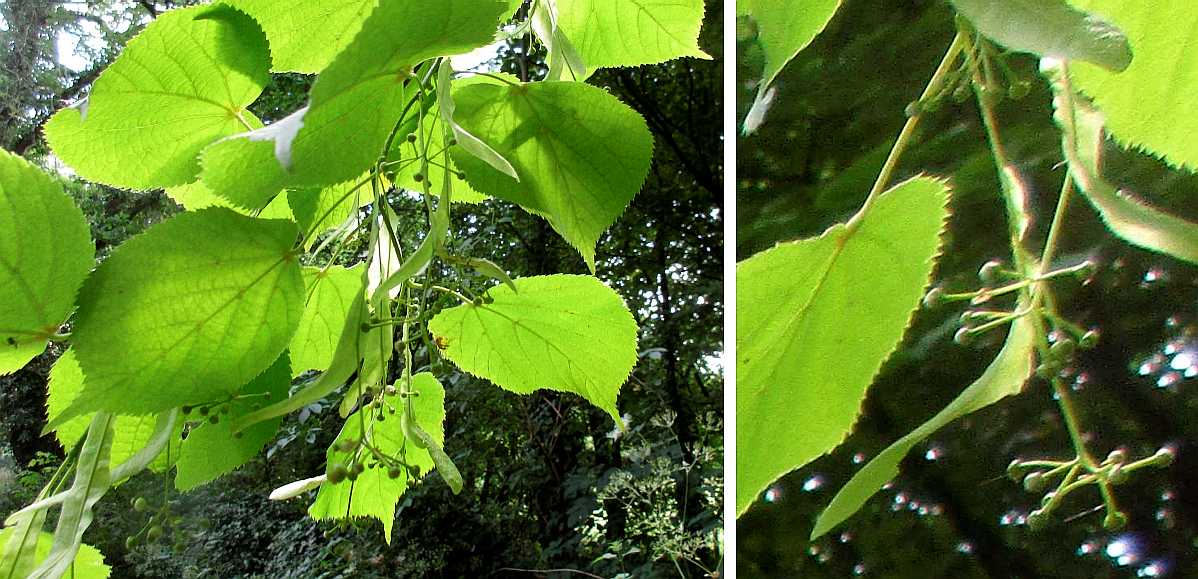 Lime tree.