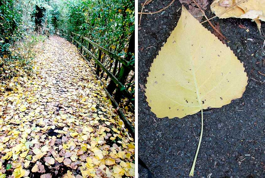 Lime leaf-fall.