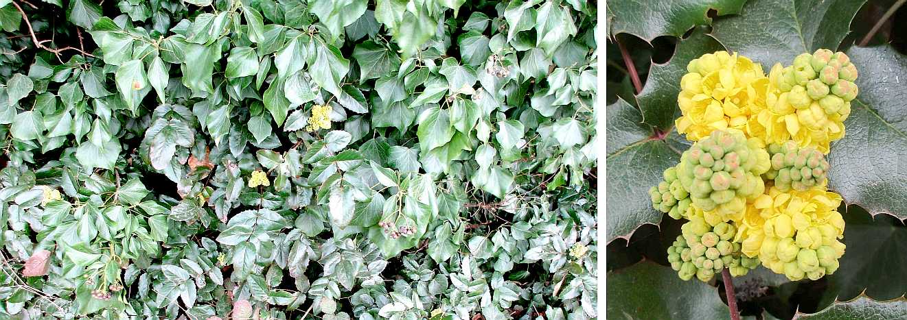 Mahonia.