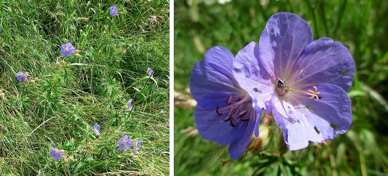 Meadow crane's-bill.