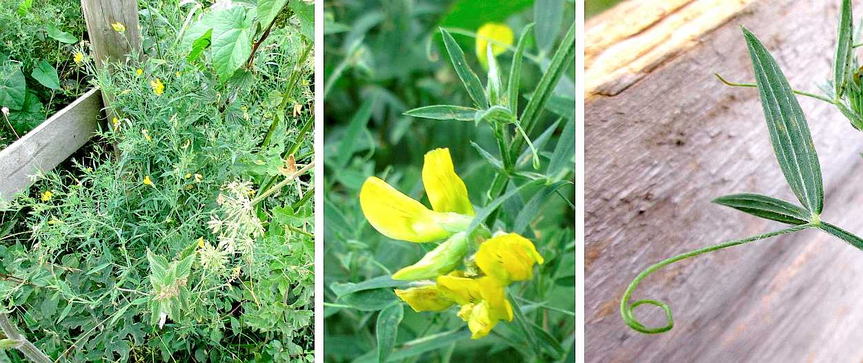 Meadow vetchling.
