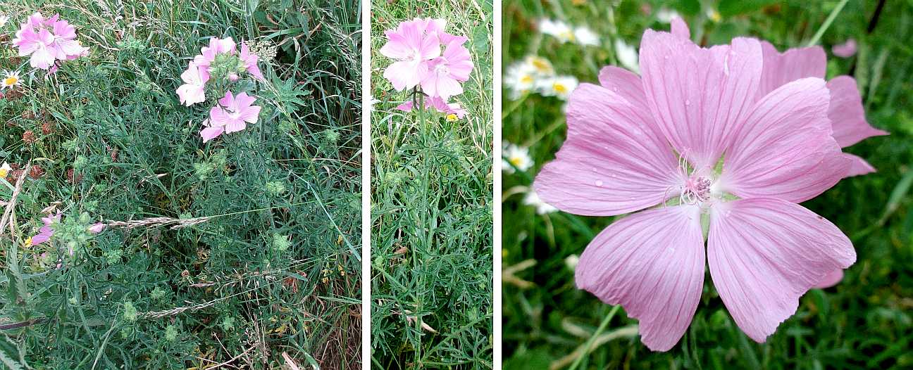 Musk mallow.