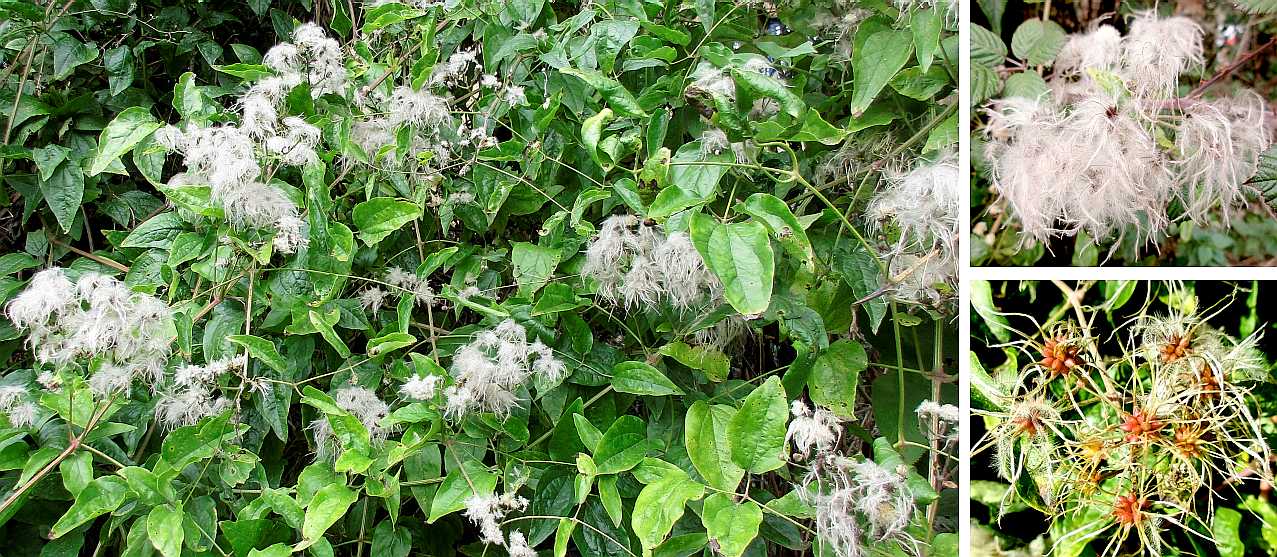 Old Man's Beard.