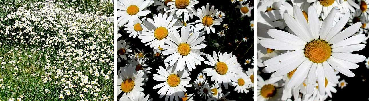 Oxeye daisy.
