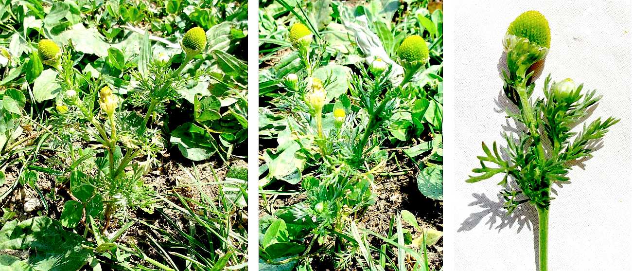 Pineapple weed.