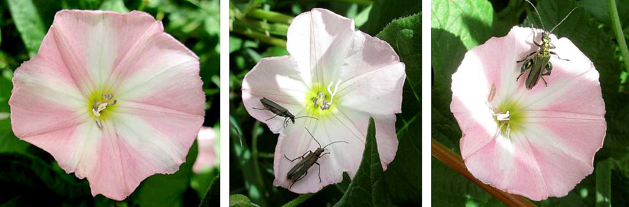 Bindweed (pink).