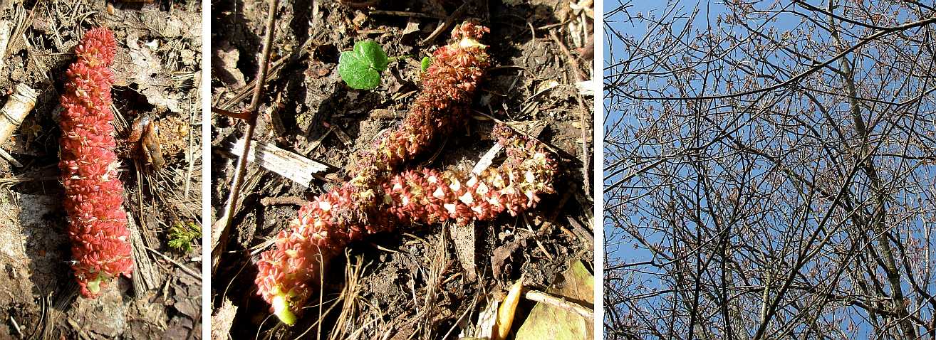 Male catkins of a black poplar tree.