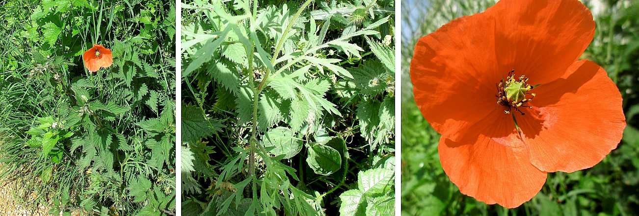 Common poppy.
