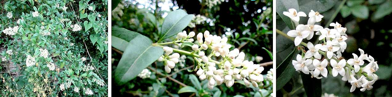 Privet.