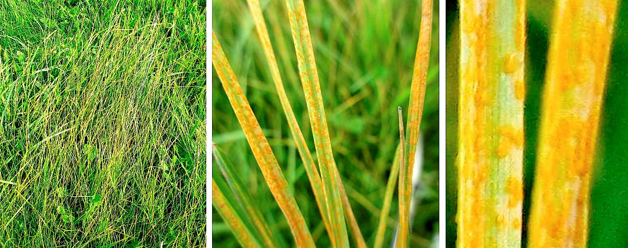Rust fungus on grass.