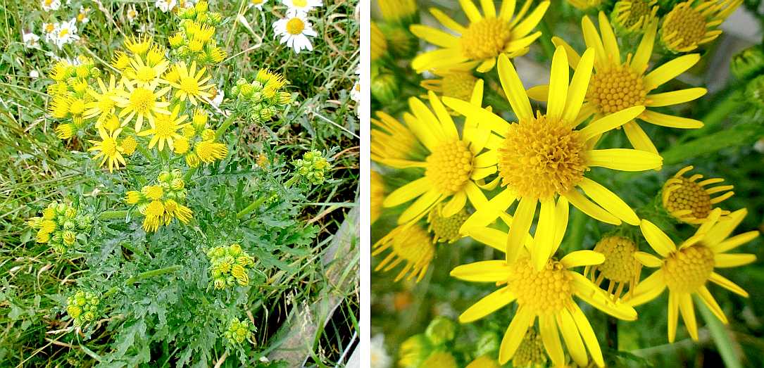 Ragwort.