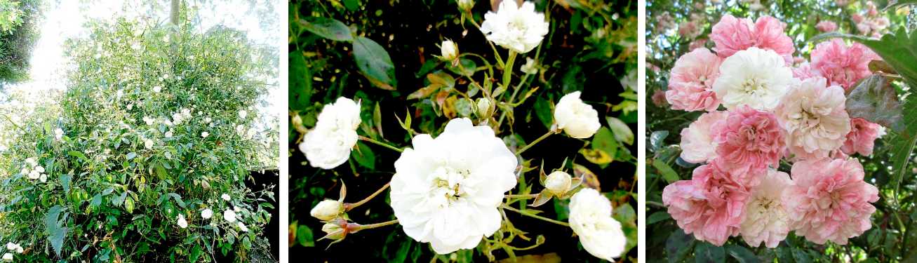Rambler rose.