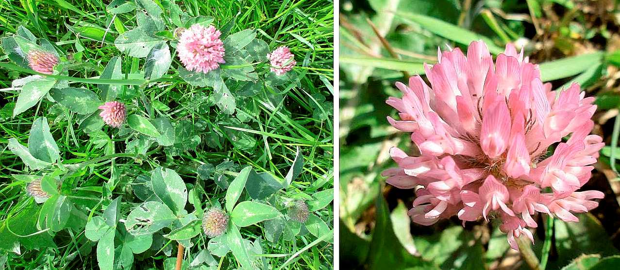 Red clover.