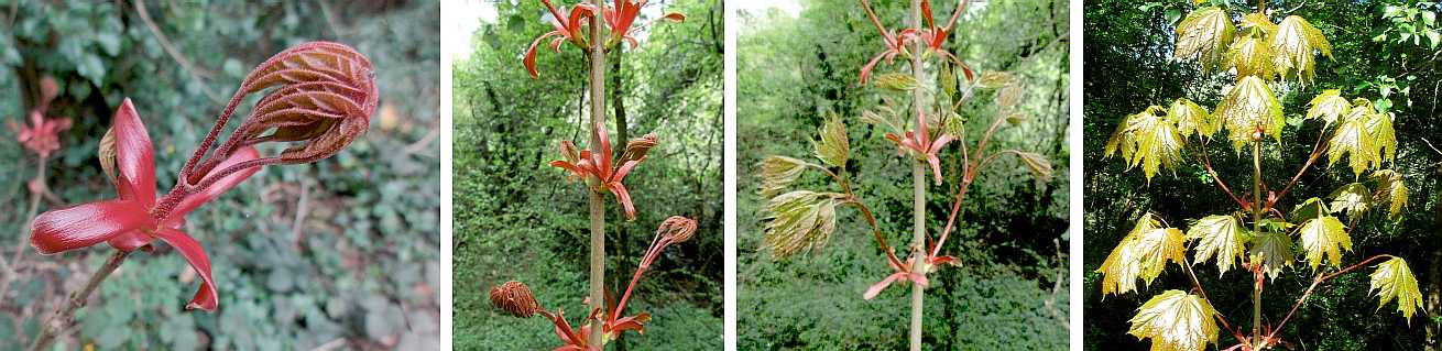 A red sapling.