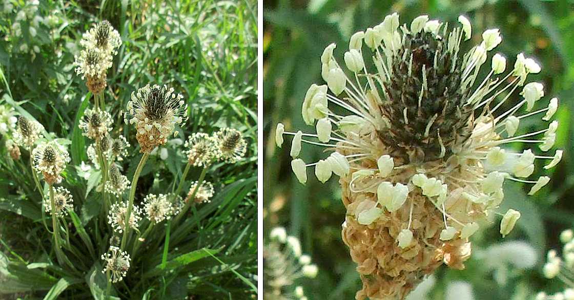 Ribwort plantain.