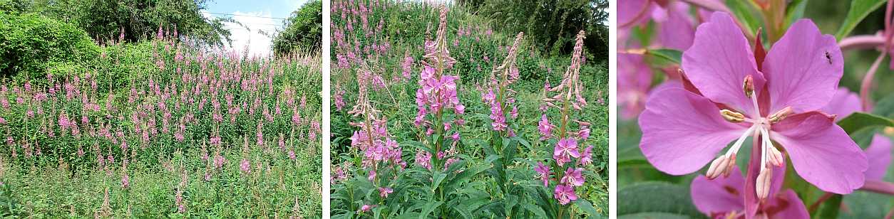 Rosebay willowherb.