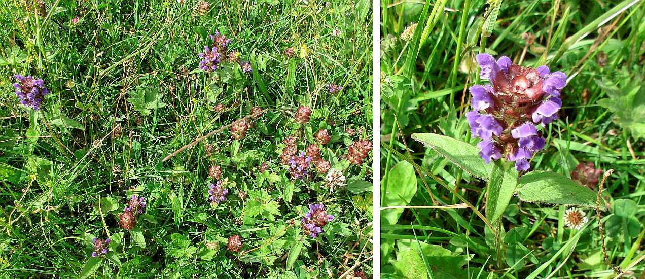 Self-heal.