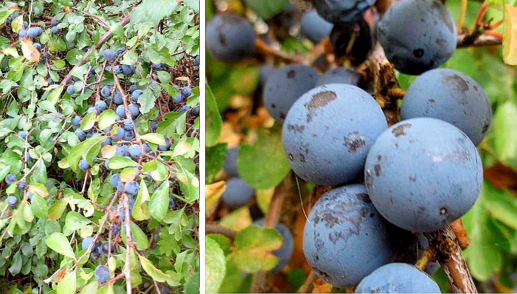 Sloes.