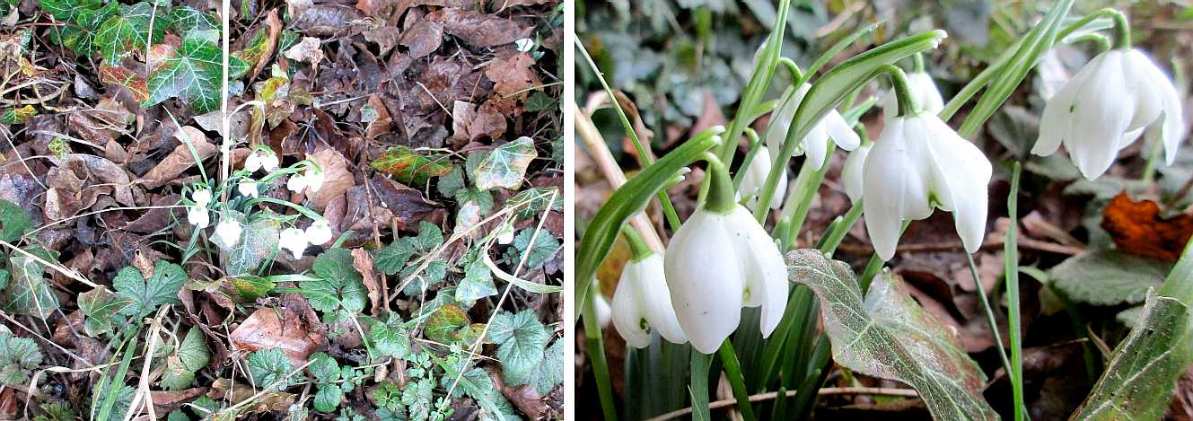 Snowdrops.