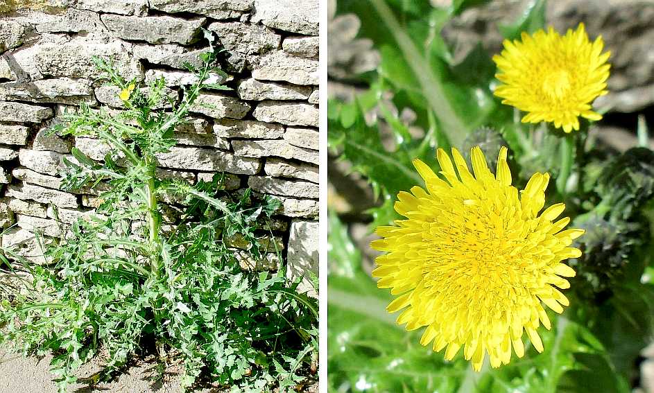 Sowthistle.
