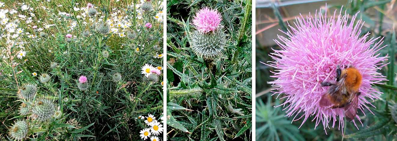 Spear thistle.