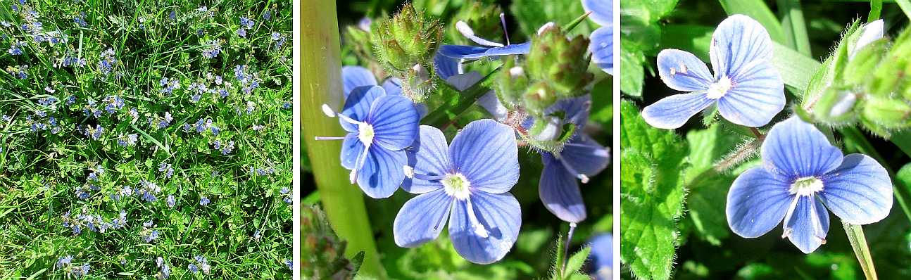 Common field speedwell.