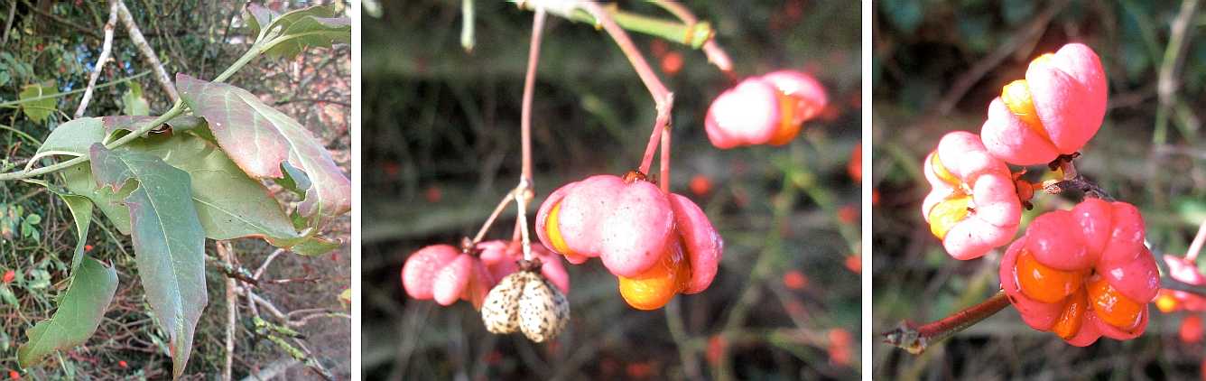 Spindle tree fruits and seeds.