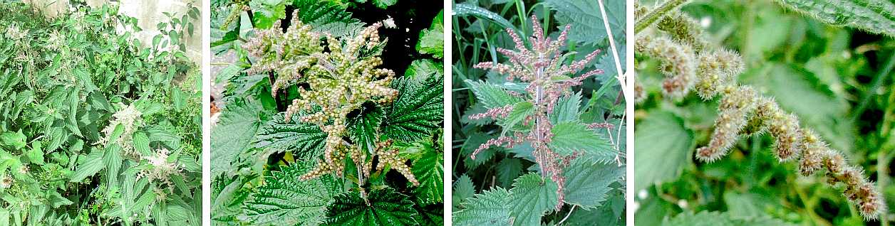 Stinging nettle.