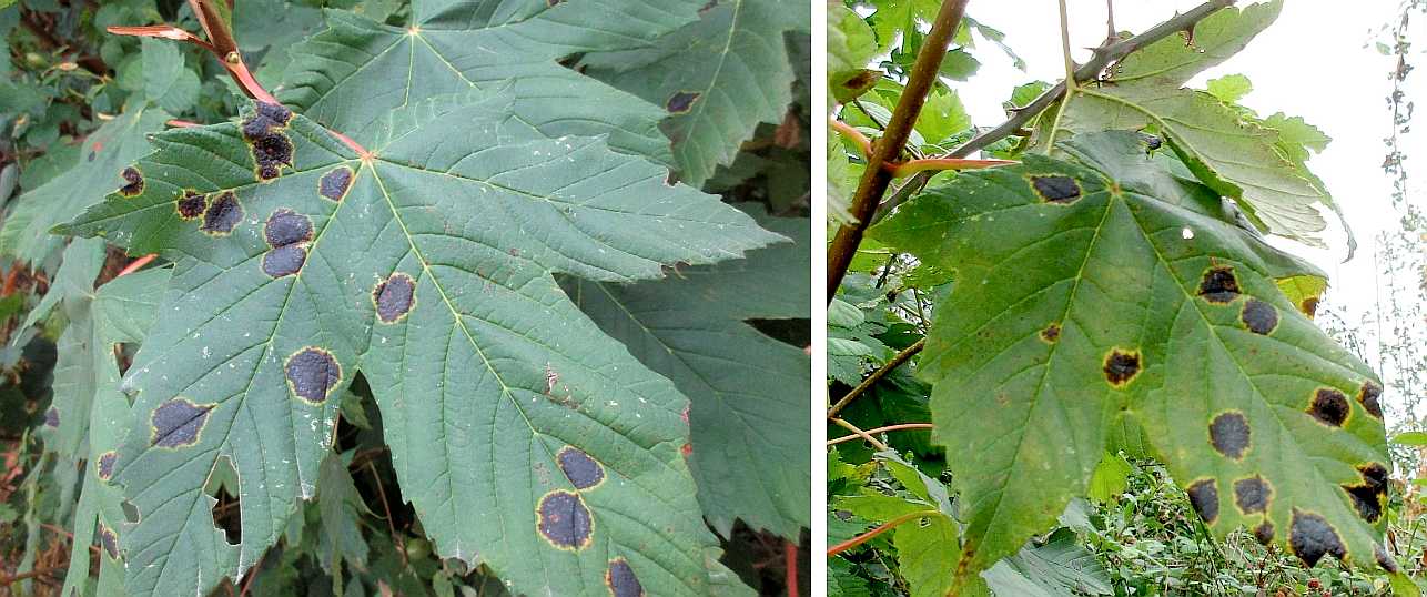 Tarspot fungus on sycamore leaves.