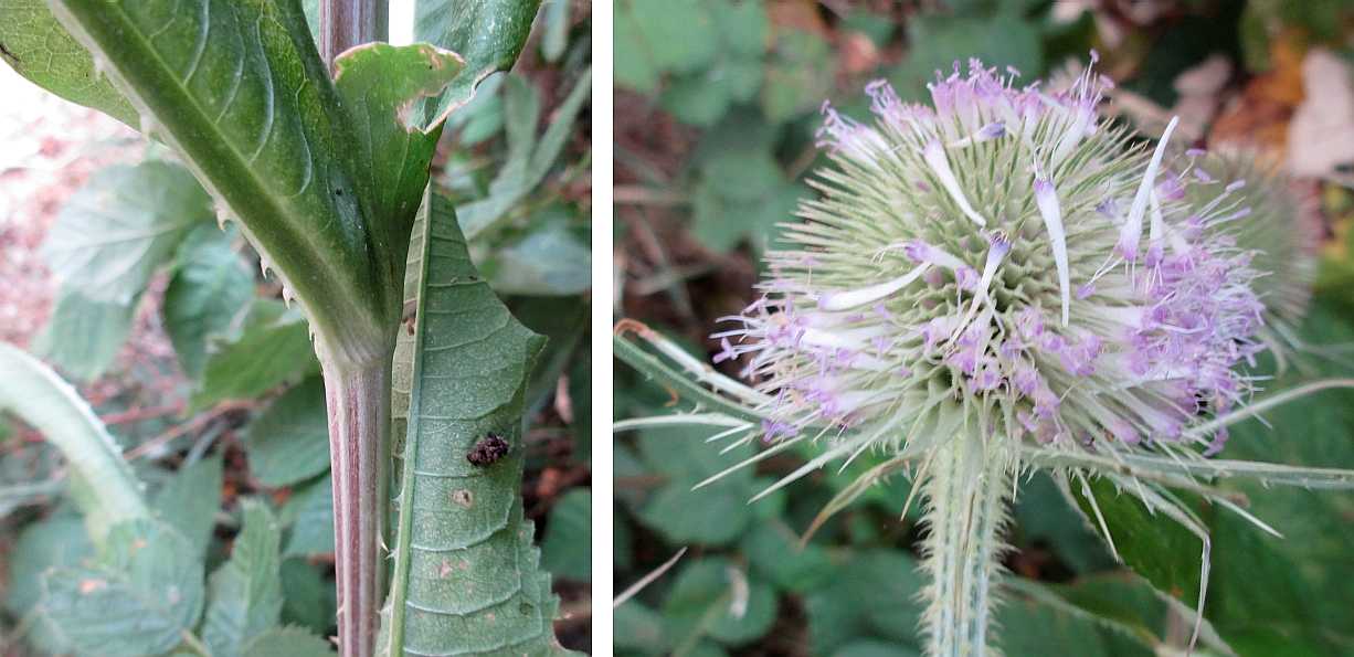 Teasel.