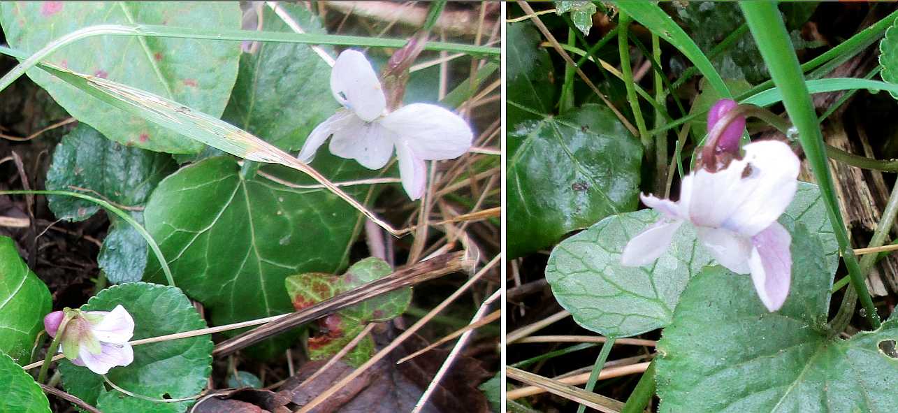 Early dog-violets.